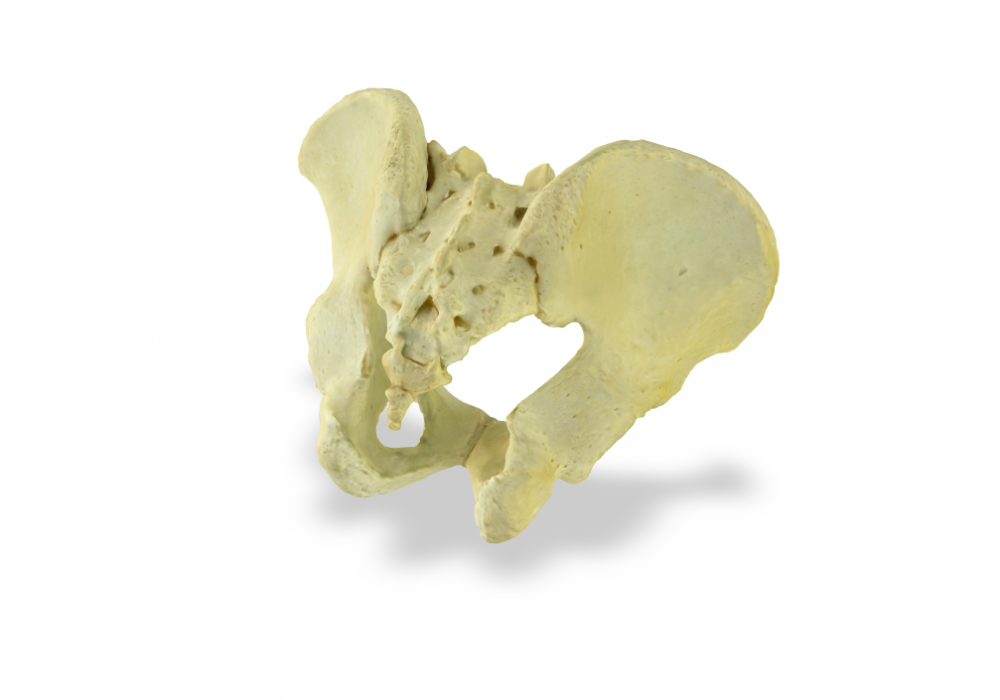 Human Pelvis Bone